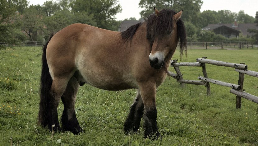 German Horse 2006-05-30@2125-18